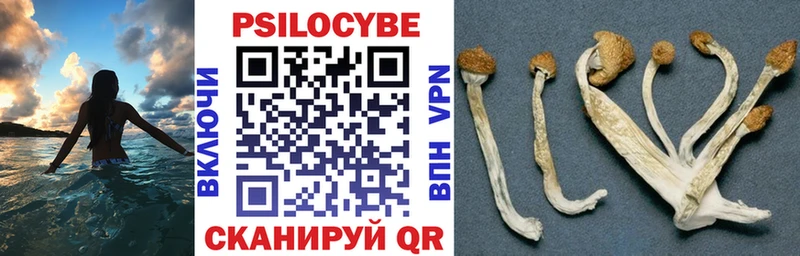 Галлюциногенные грибы GOLDEN TEACHER  даркнет Telegram  Волгодонск 